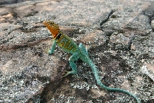 Collared Lizard